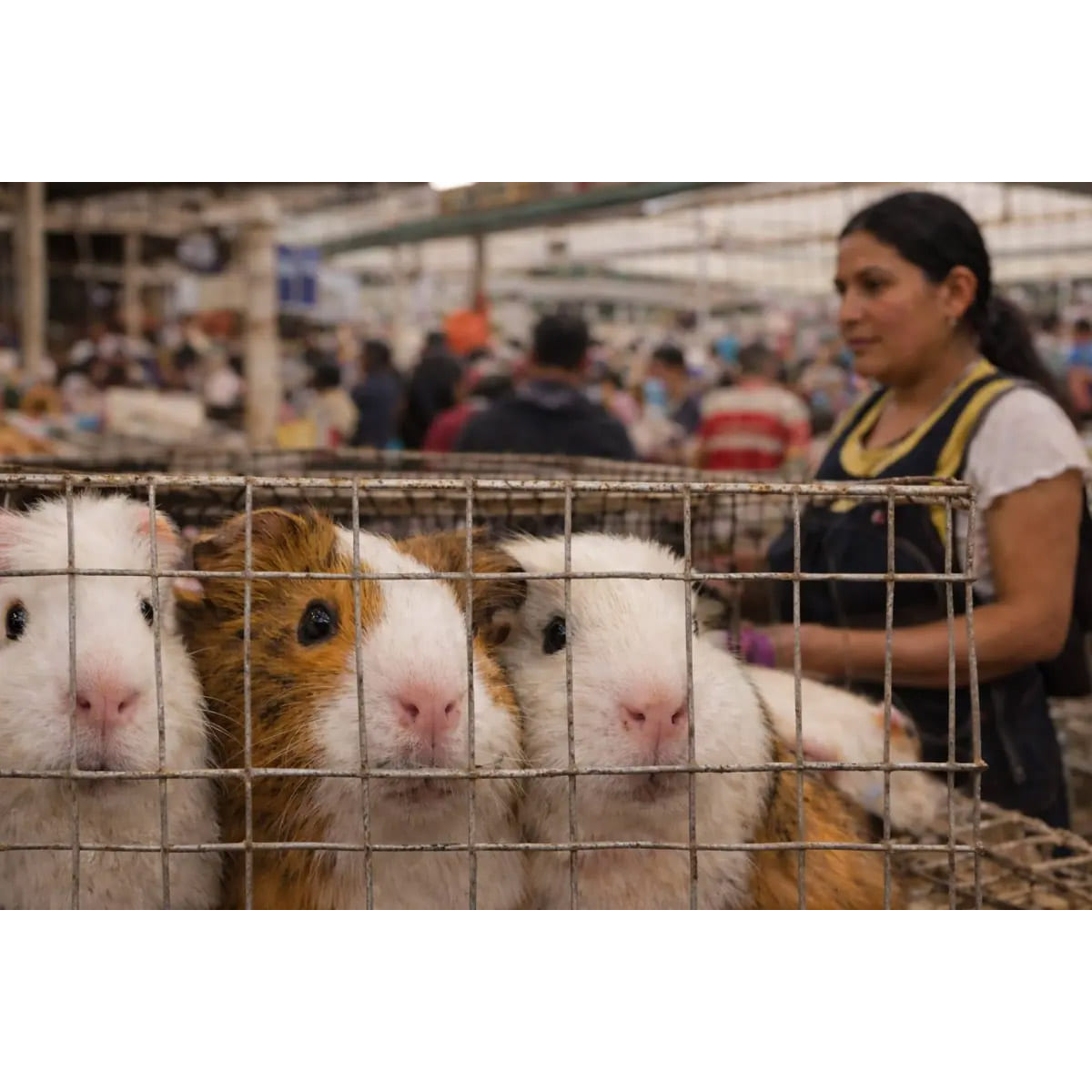 Prohíben la comercialización de cuyes y conejos en Ambato ante posible alerta sanitaria